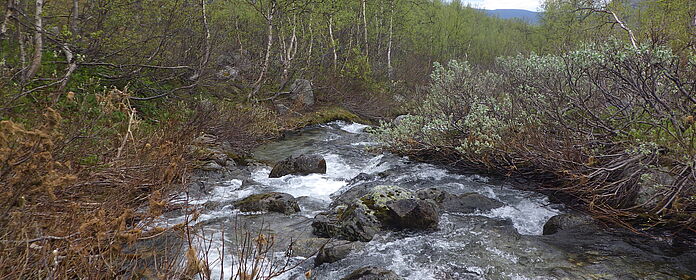 Expeditionstrekking in schwedisch Lappland
