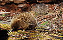 Australien - Tasmanien - Wandern in Australiens grünem Smaragd