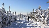 Finnland - Skiwanderung durch die Taiga für geübte Skilangläufer