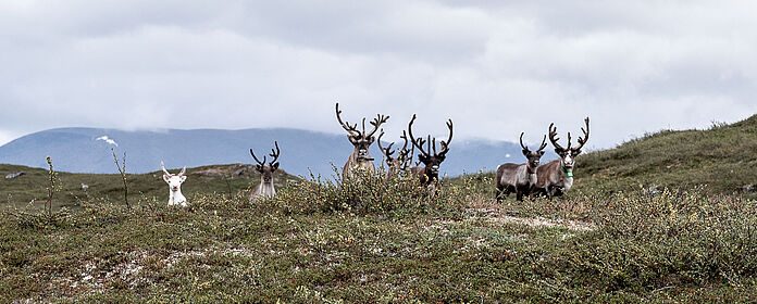 Abenteuertrekking Nordnorwegen